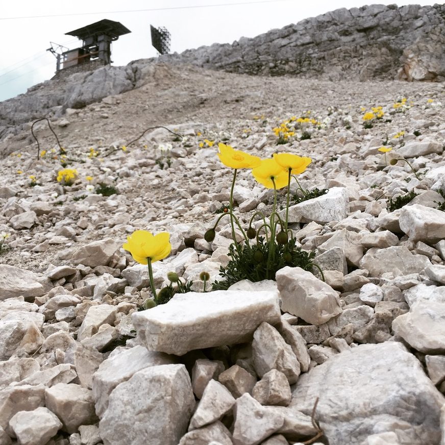 Gelbe Blumen im Geröll