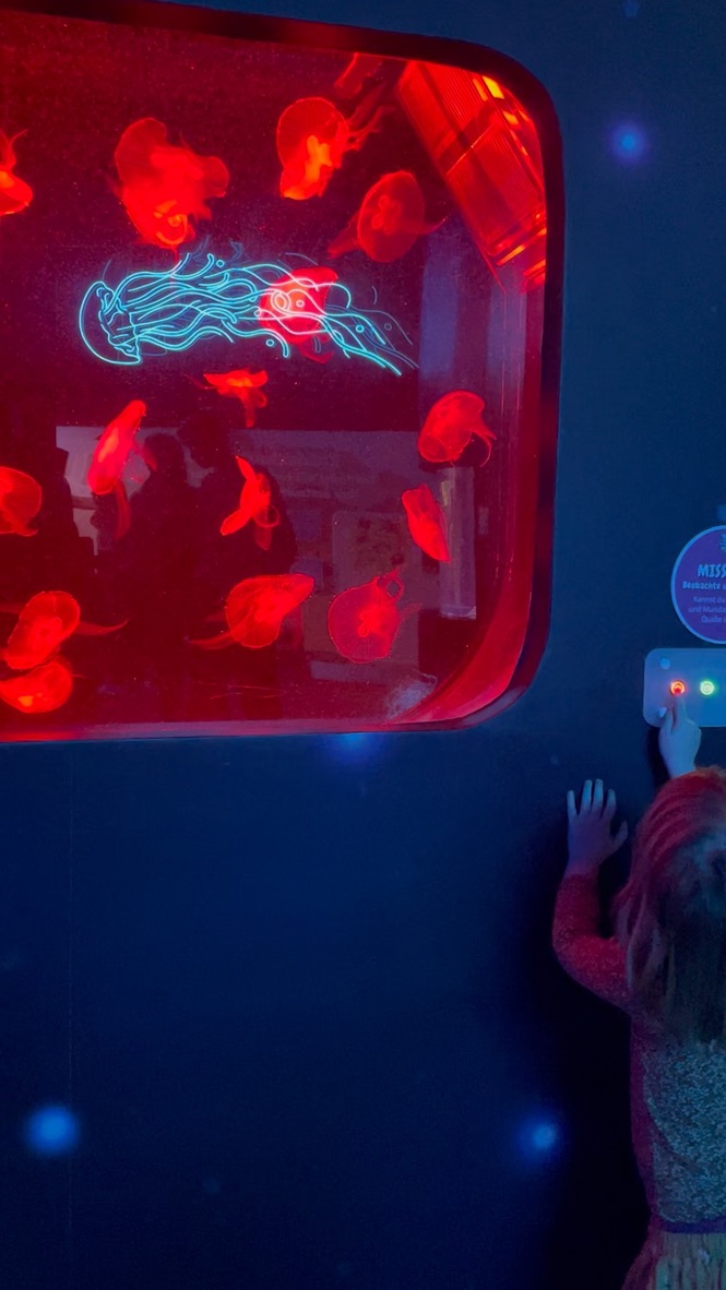 Kind schaut staunend in ein Quallen-Aquarium
